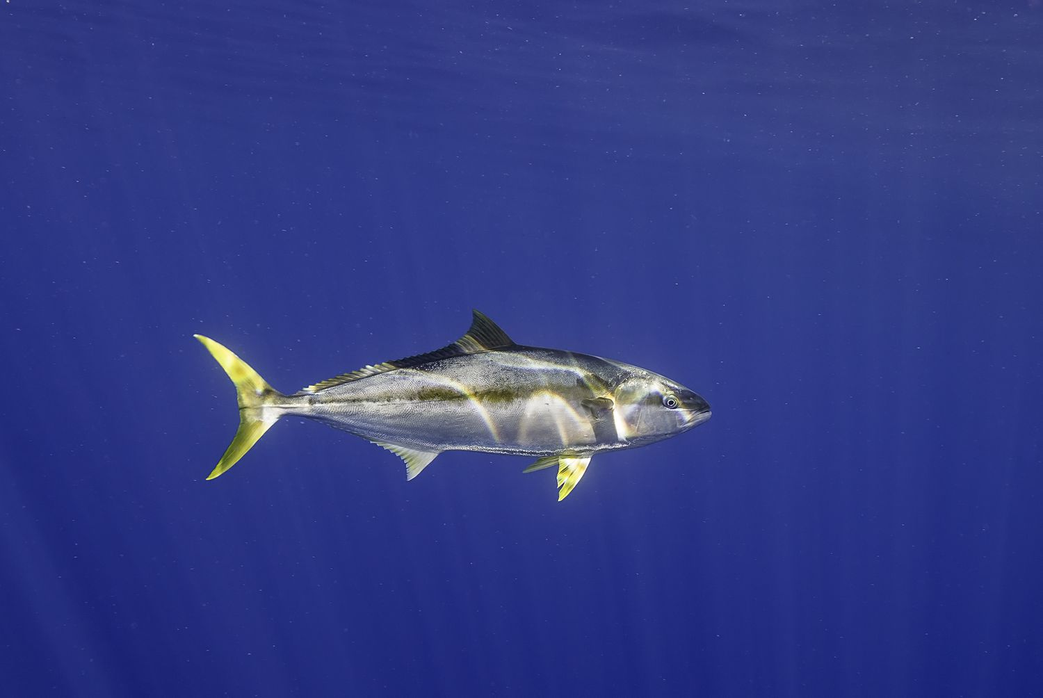 Facts About Yellowfin Tuna